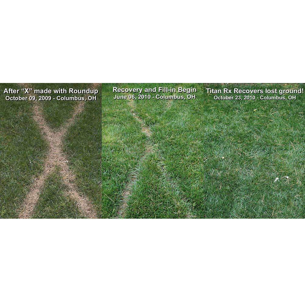 Titan RX Turf Type Tall Fescue Grass Seed