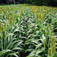 WGF Sorghum Seed