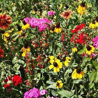 Hancock's Southeast Wildflower Seed Mix