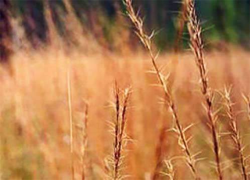 Wiregrass Seed