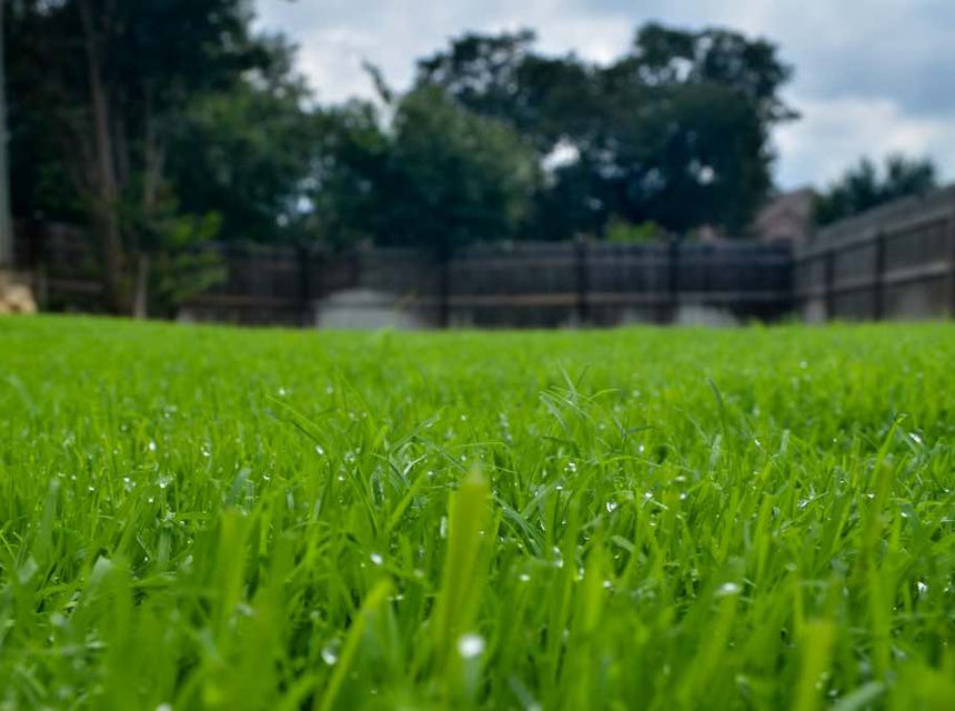 How to Care for Bermuda Grass