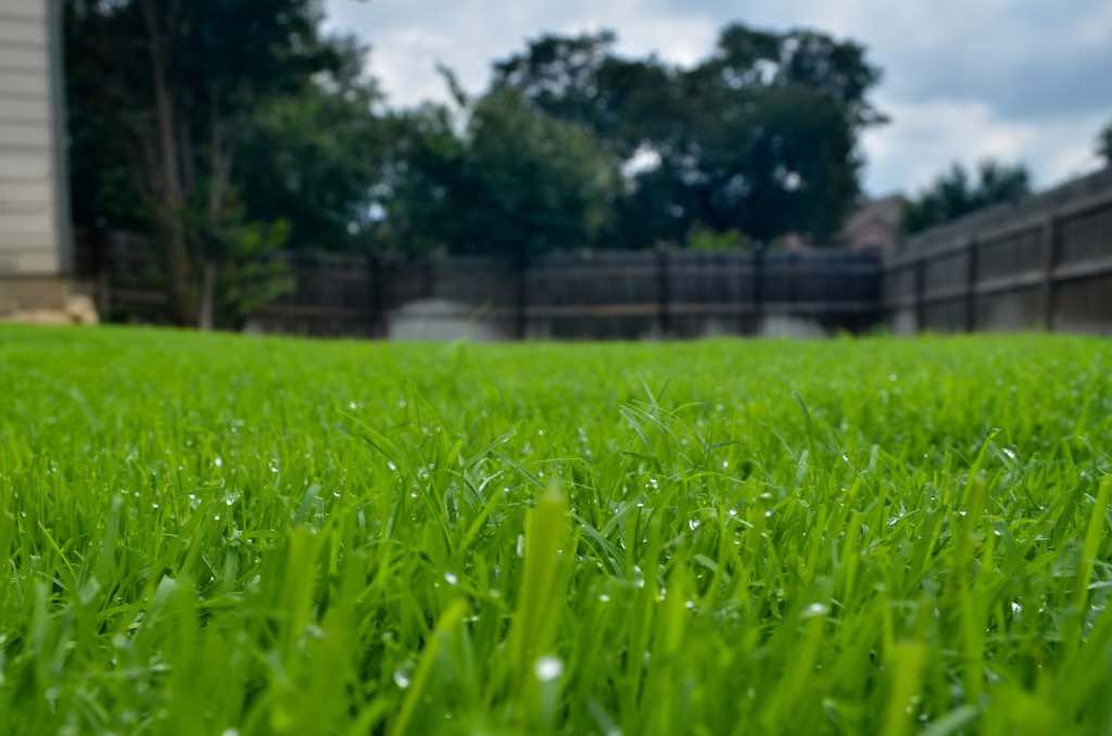 How to Care for Bermuda Grass