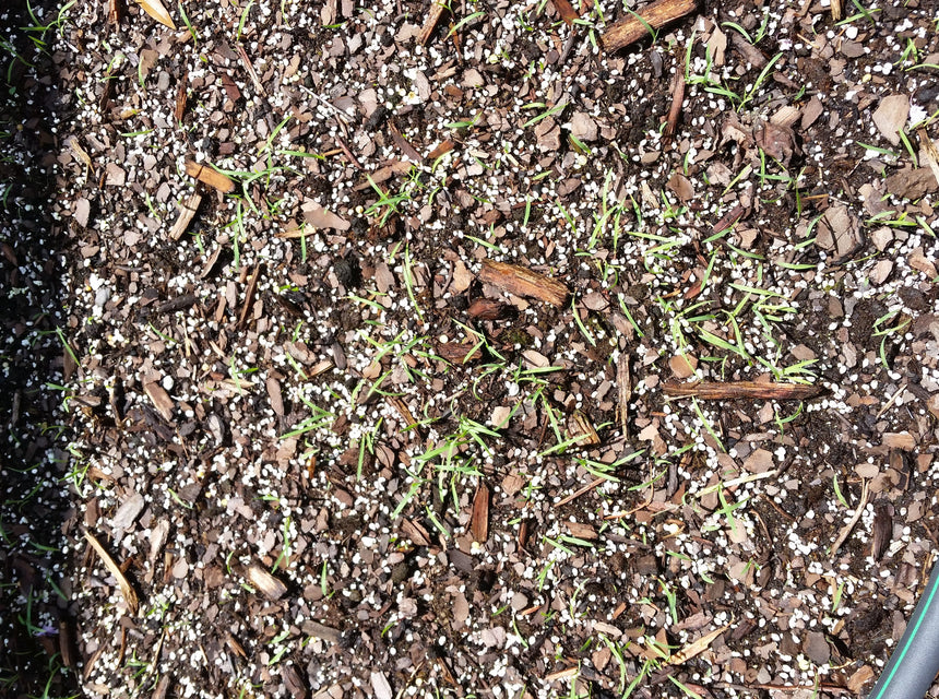 The 30-Day Difference: What Really Happens After You Plant Seed