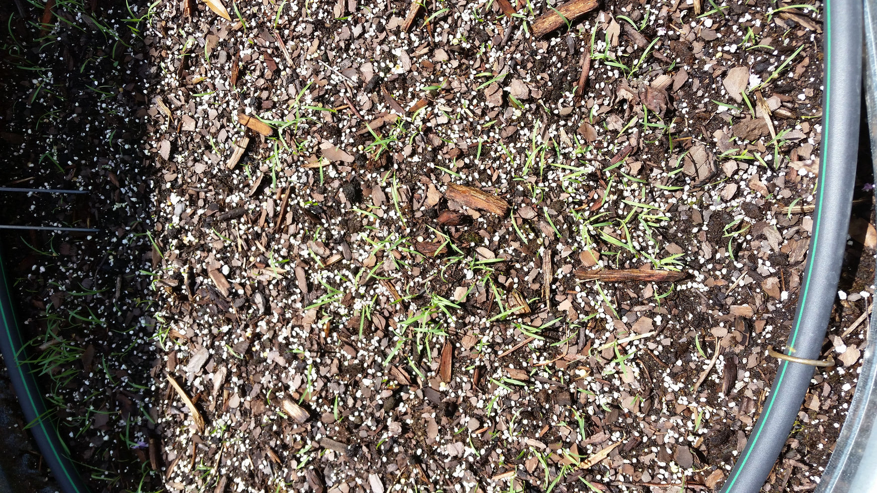 The 30-Day Difference: What Really Happens After You Plant Seed