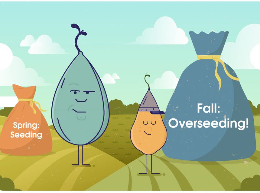 Overseeding: 3 Grass Seed Options to Keep Lawns Green This Winter