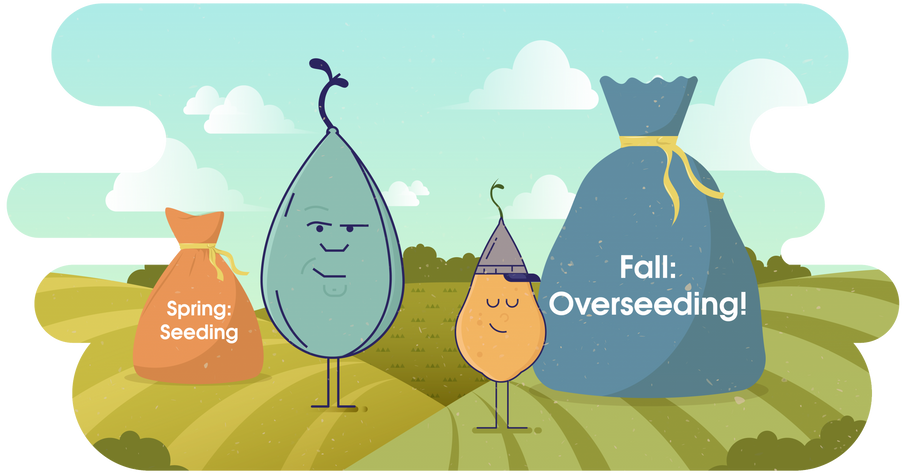 Overseeding: 3 Grass Seed Options to Keep Lawns Green This Winter