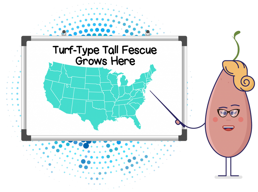 Turf Type Tall Fescue: The Hardy Seed That Will Settle on Nearly Any Lawn in America