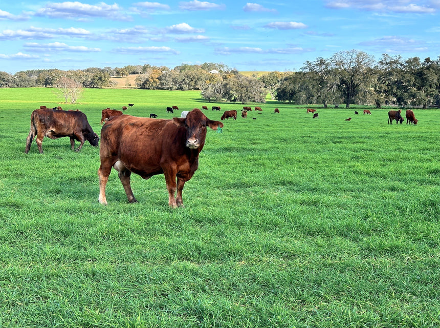 Guide to Selecting the Best Forage and Pasture Seed Mixes for Texas
