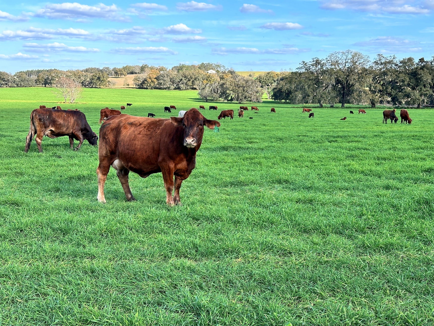 Guide to Selecting the Best Forage and Pasture Seed Mixes for Texas