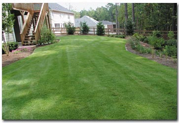 Best Lawn Grass Seeds for Texas Climates