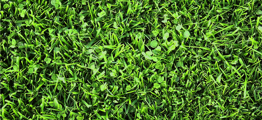 Benefits of Growing Microclover™