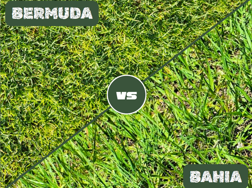 Bermuda VS. Bahia