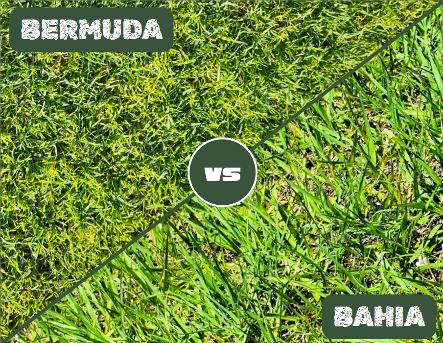 Bermuda VS. Bahia