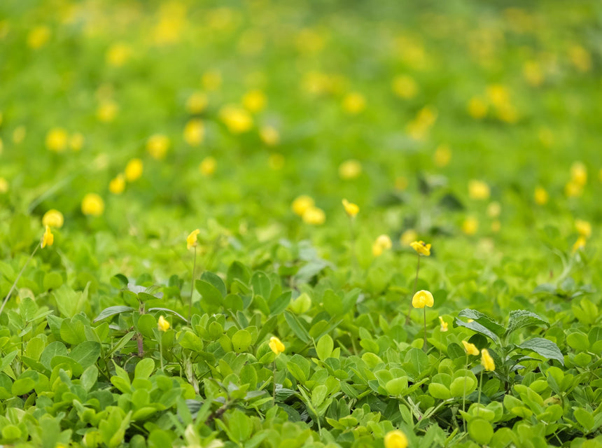 The 5 Pros of Perennial Peanuts for Lawns and Cover Crops