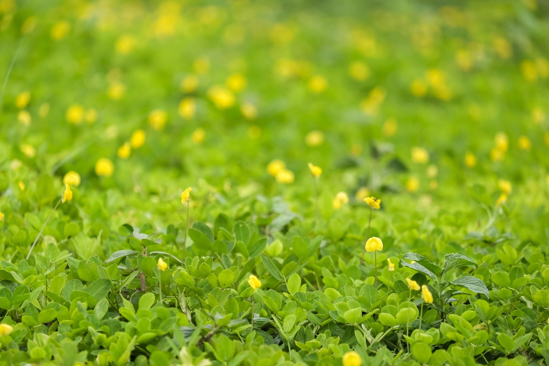 The 5 Pros of Perennial Peanuts for Lawns and Cover Crops