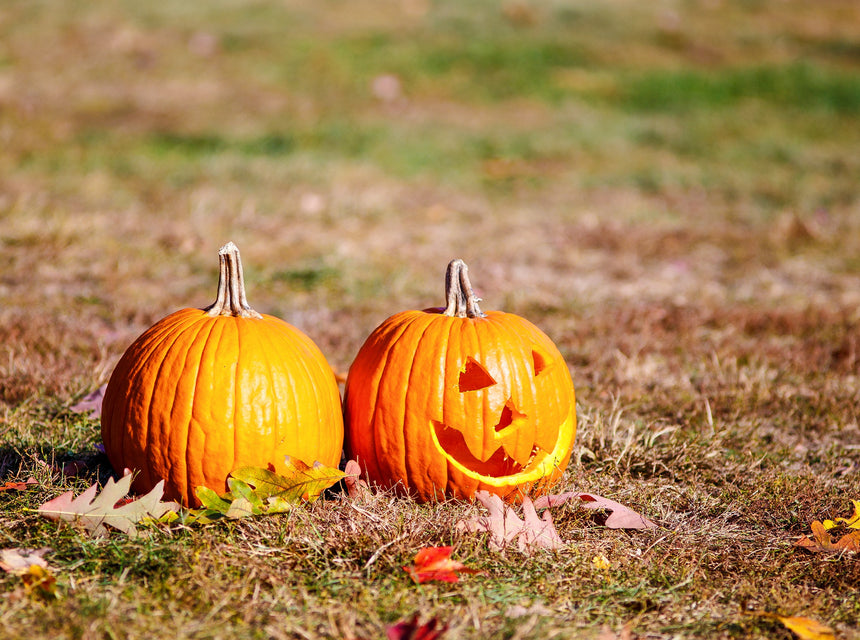 Didn't Overseed? Dormant Seeding Keeps Your Lawn From Getting Spooky Come Spring!