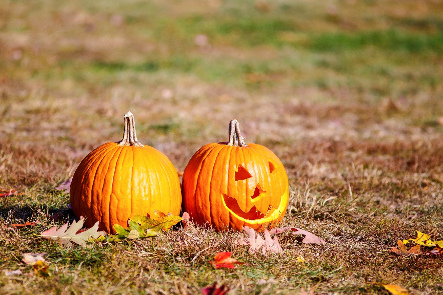 Didn't Overseed? Dormant Seeding Keeps Your Lawn From Getting Spooky Come Spring!