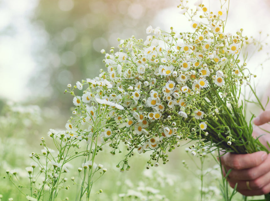 Make Mother’s Day Special with Flowers…Wildflowers to Last Mom All Year Round!