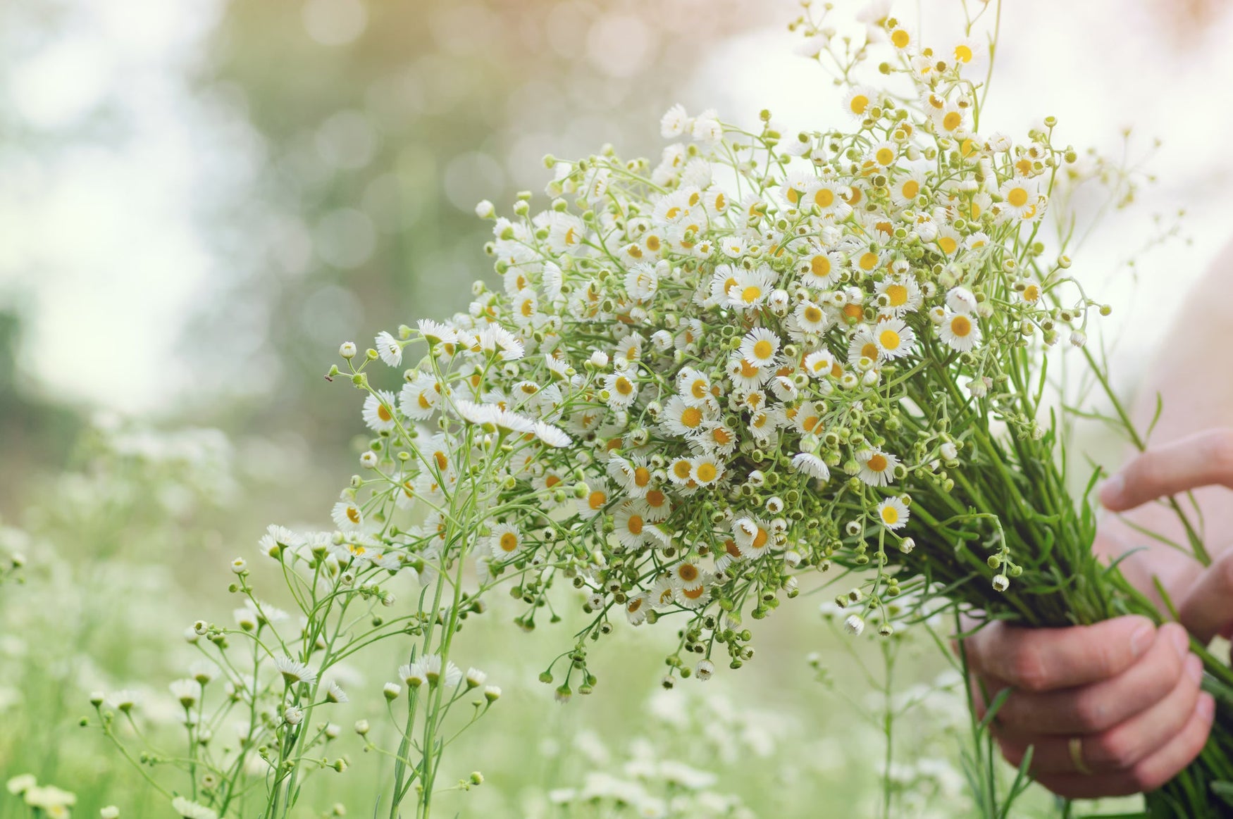 Make Mother’s Day Special with Flowers…Wildflowers to Last Mom All Year Round!