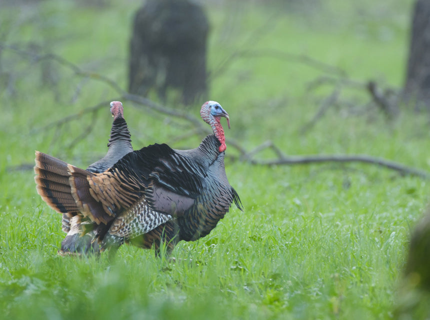 How to Put Dinner on The Table Next Thanksgiving, with Hancock Turkey Plots!