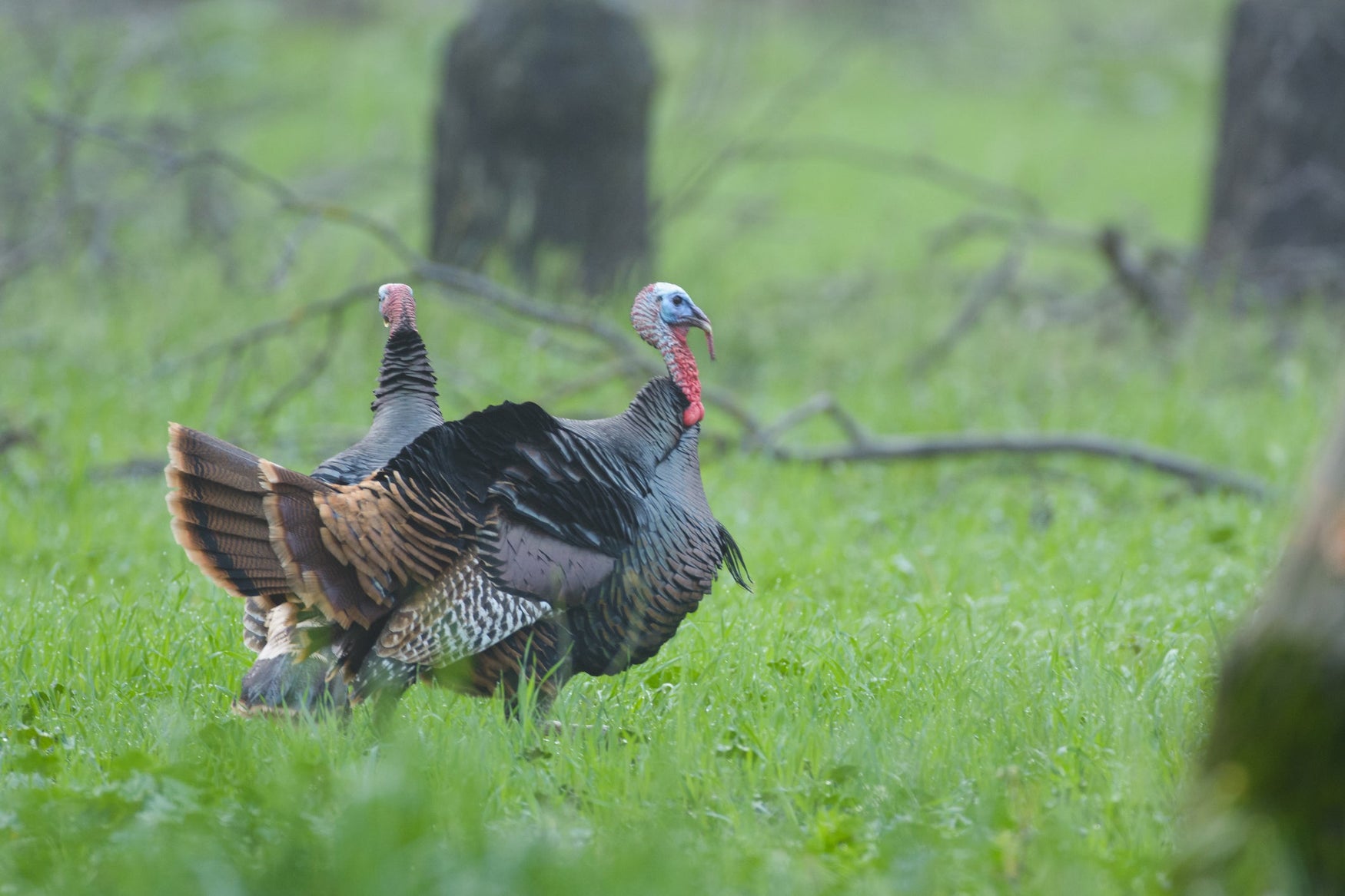 How to Put Dinner on The Table Next Thanksgiving, with Hancock Turkey Plots!