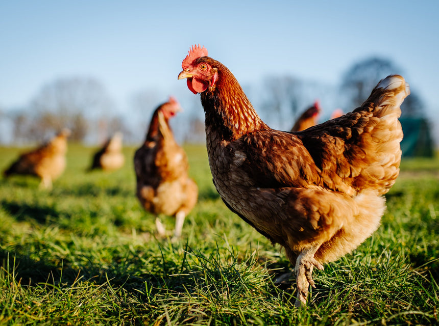 "Cage Free," "Free Range," "Pasture-Raised"...What is Best for Chickens?
