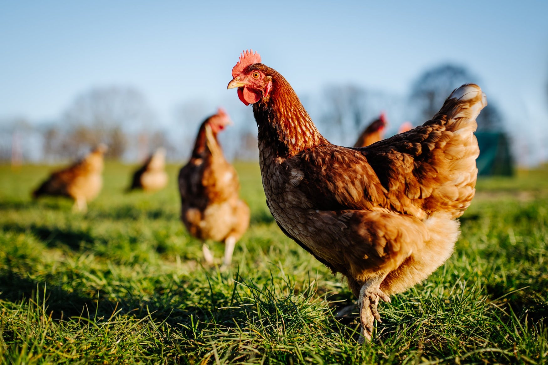 "Cage Free," "Free Range," "Pasture-Raised"...What is Best for Chickens?