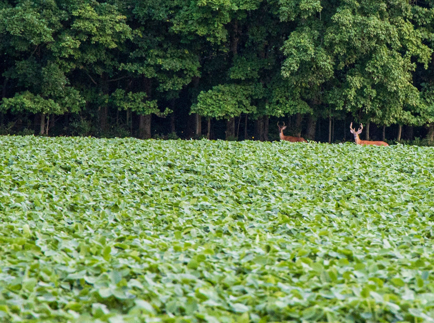 Warm Deer Up with Hancock's Spring & Summer Food Plot Seed Mix!