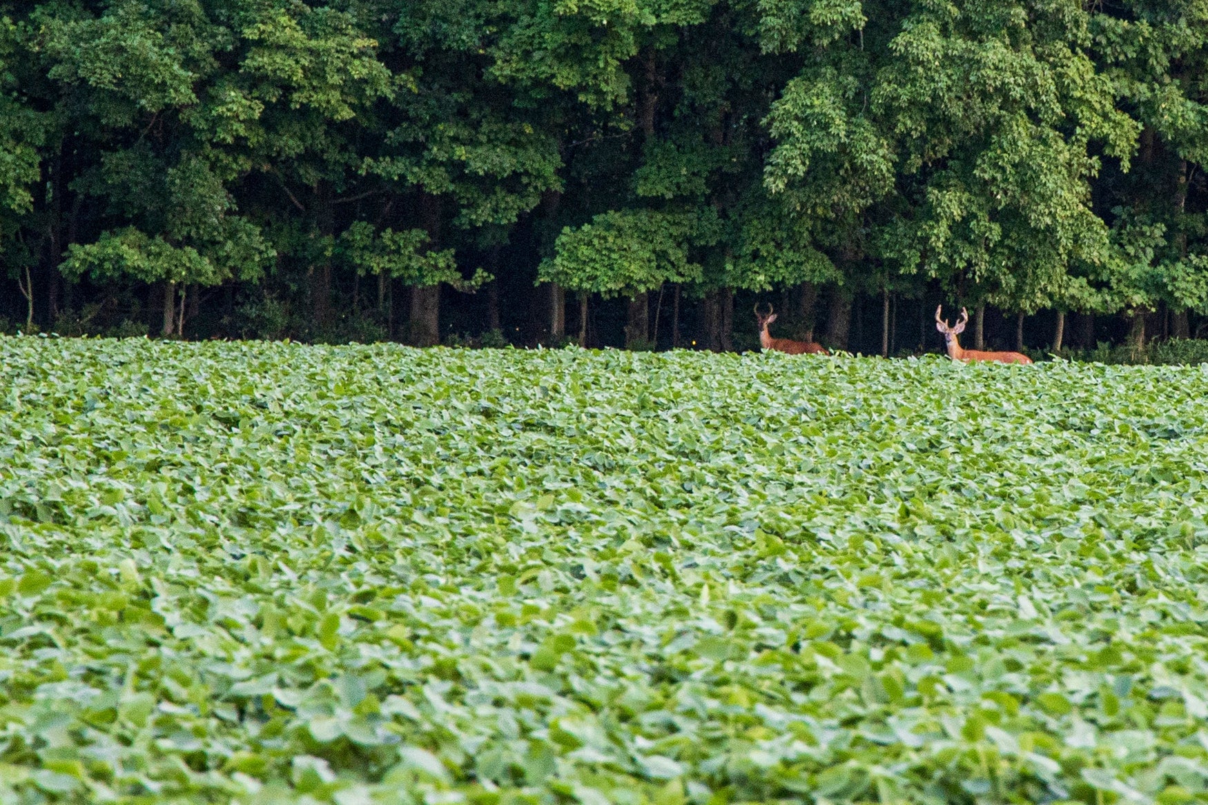 Warm Deer Up with Hancock's Spring & Summer Food Plot Seed Mix!