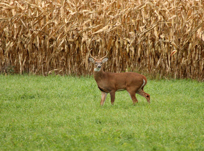 Want Your Deer Forage Plot to Pop Up in Weeks? Here's A Guide for All Hancock Products!
