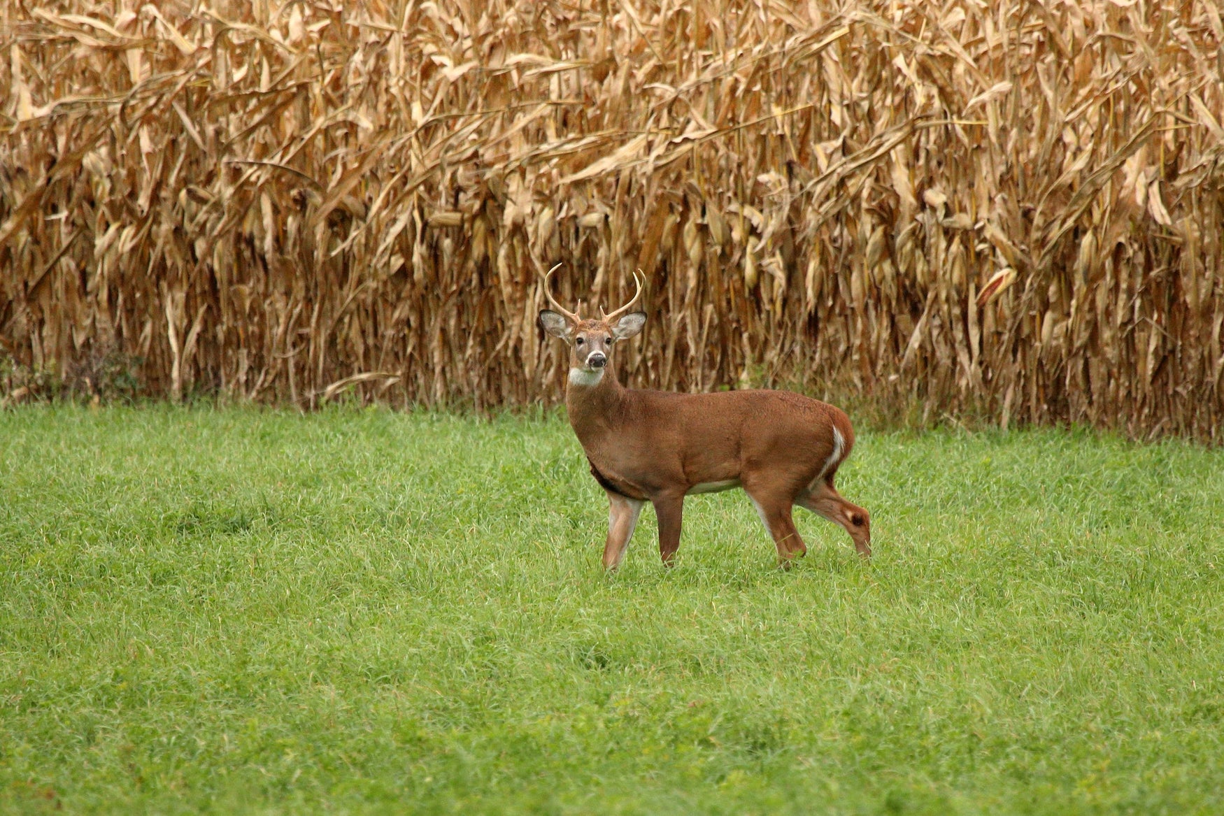 Want Your Deer Forage Plot to Pop Up in Weeks? Here's A Guide for All Hancock Products!
