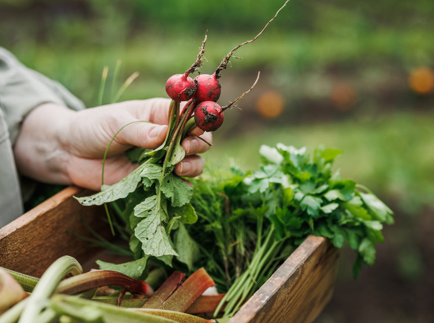 Corn, Beans, Okra, Radish…Grow It Yourself With Hancock Seed!