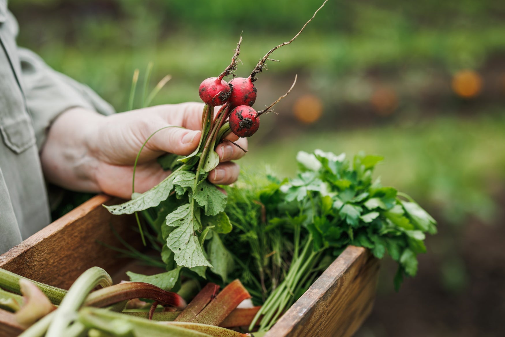 Corn, Beans, Okra, Radish…Grow It Yourself With Hancock Seed!
