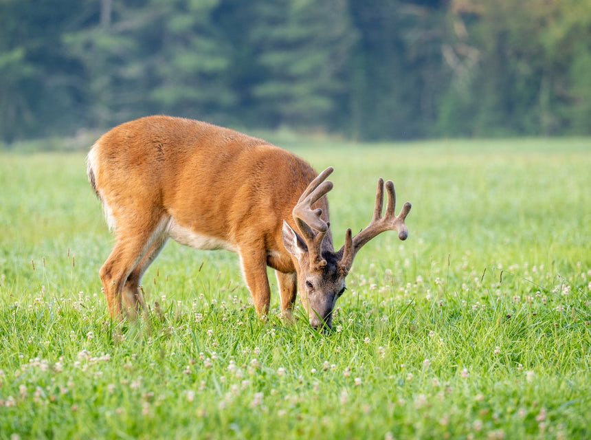 The Best Deer Forage Seeds to Attract Hungry Bucks This Summer!