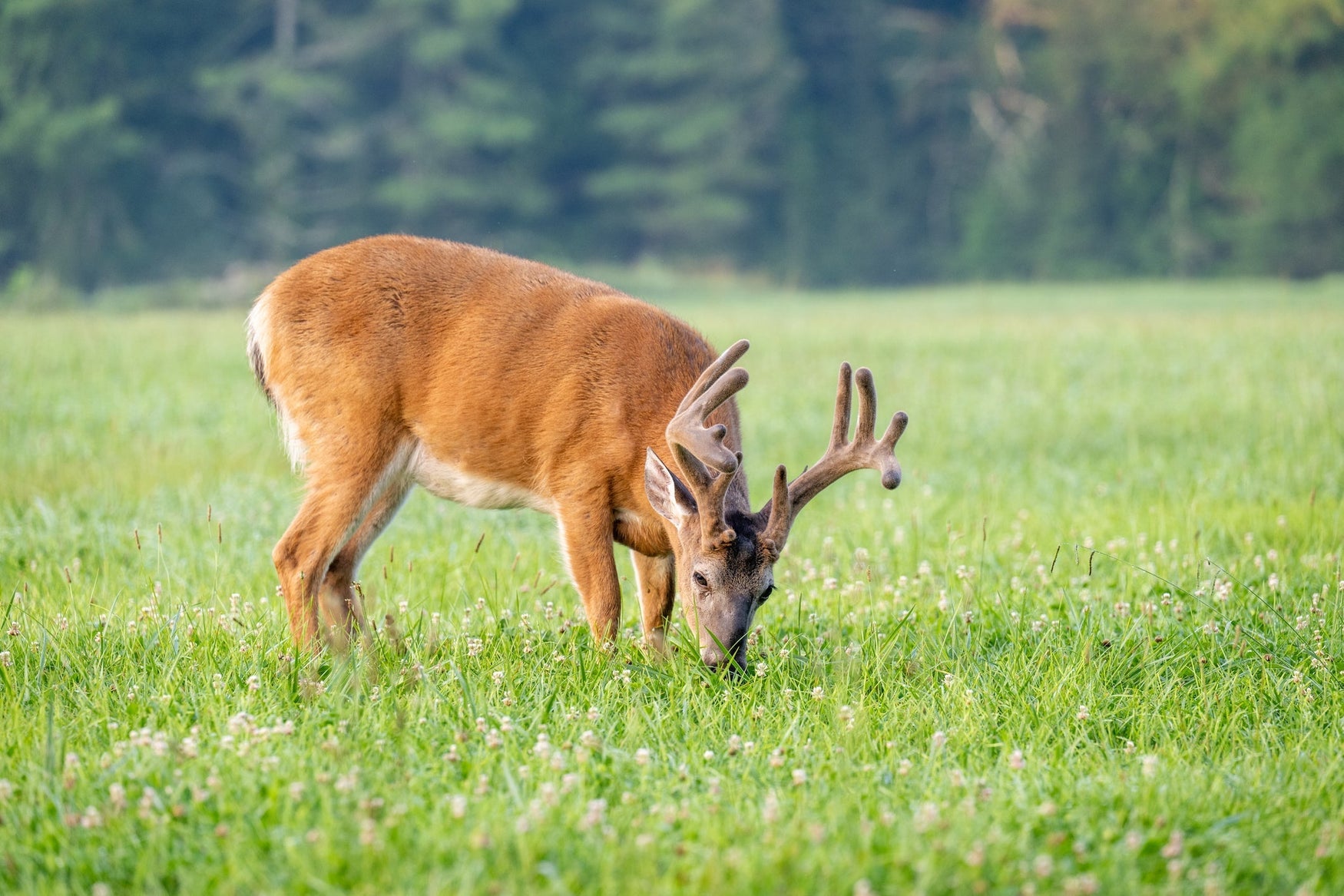 The Best Deer Forage Seeds to Attract Hungry Bucks This Summer!