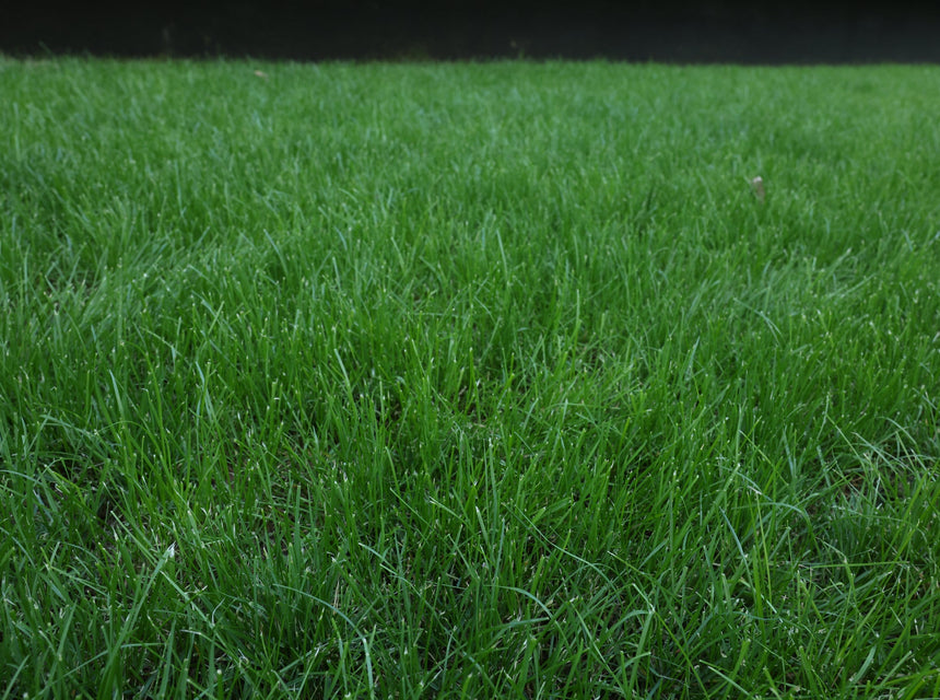 Turf Type Tall Fescue: The Hardy Seed That Will Settle on Nearly Any Lawn in America