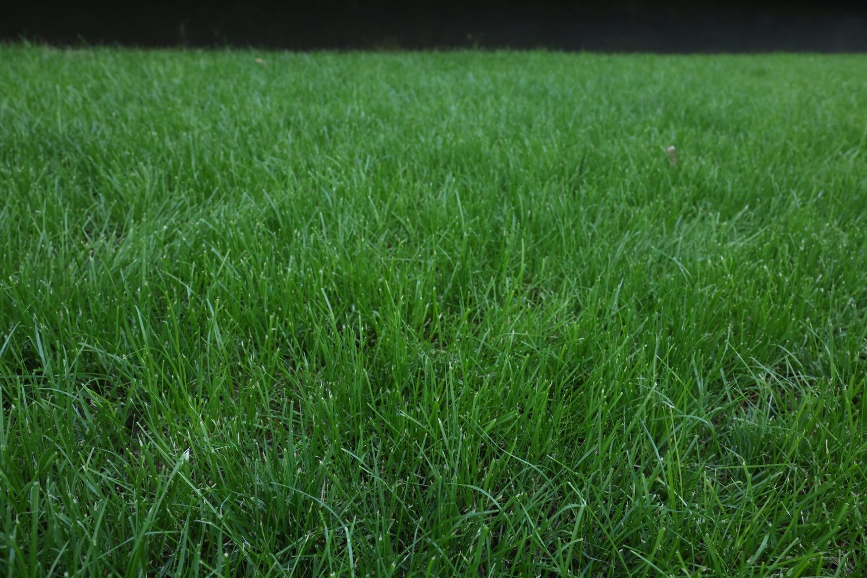 Turf Type Tall Fescue: The Hardy Seed That Will Settle on Nearly Any Lawn in America