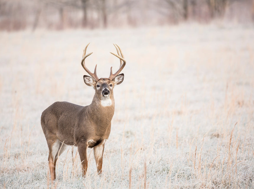 Prepare for Spring Deer Season by Frost Seeding Your Food Plots!