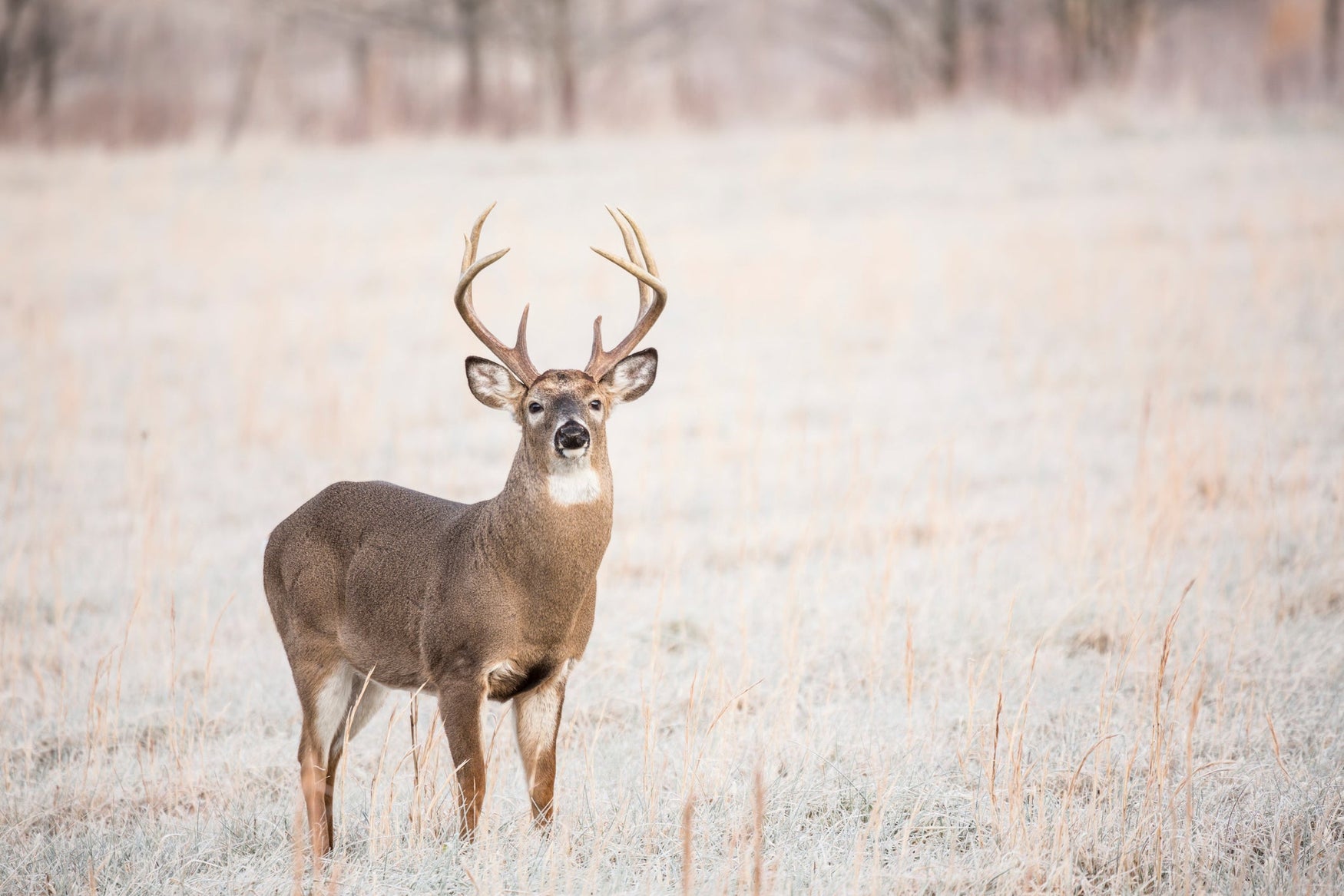 Prepare for Spring Deer Season by Frost Seeding Your Food Plots!