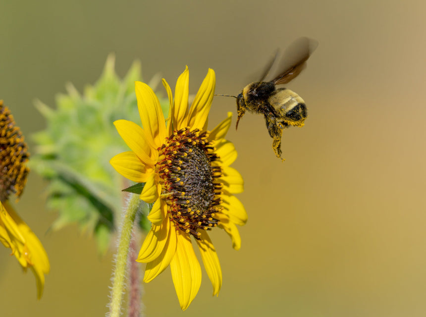 National Pollinator Week! Celebrate Bees with 3 Beneficial Hancock Seed Wildflower Blends!