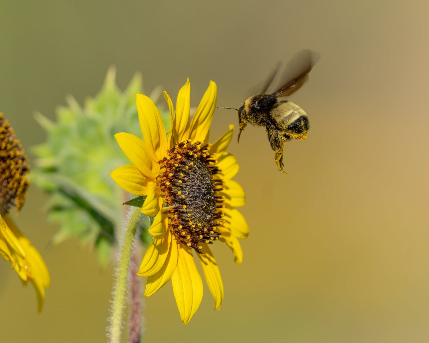 National Pollinator Week! Celebrate Bees with 3 Beneficial Hancock Seed Wildflower Blends!