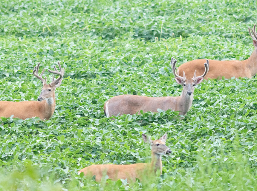 Hancock Seed, Hollywood, and Deer Plots with Mad Guy Outdoors!