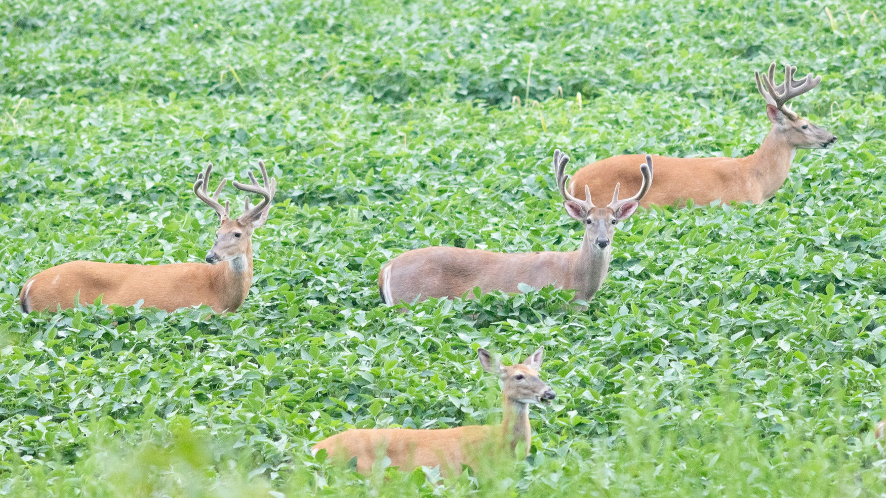 Hancock Seed, Hollywood, and Deer Plots with Mad Guy Outdoors!