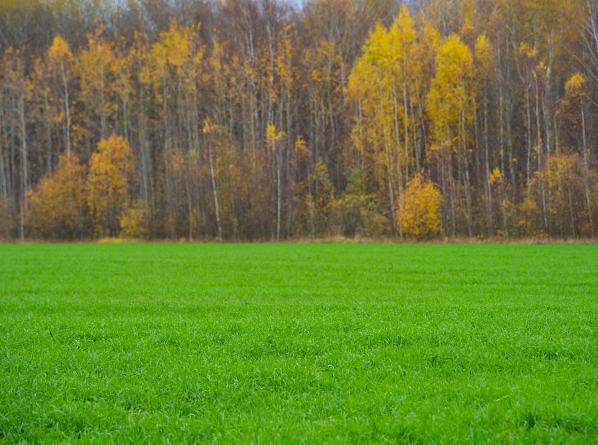 October is High Time for Lawn Seeding—Best Blends for Midwest, Northeast and Central States!
