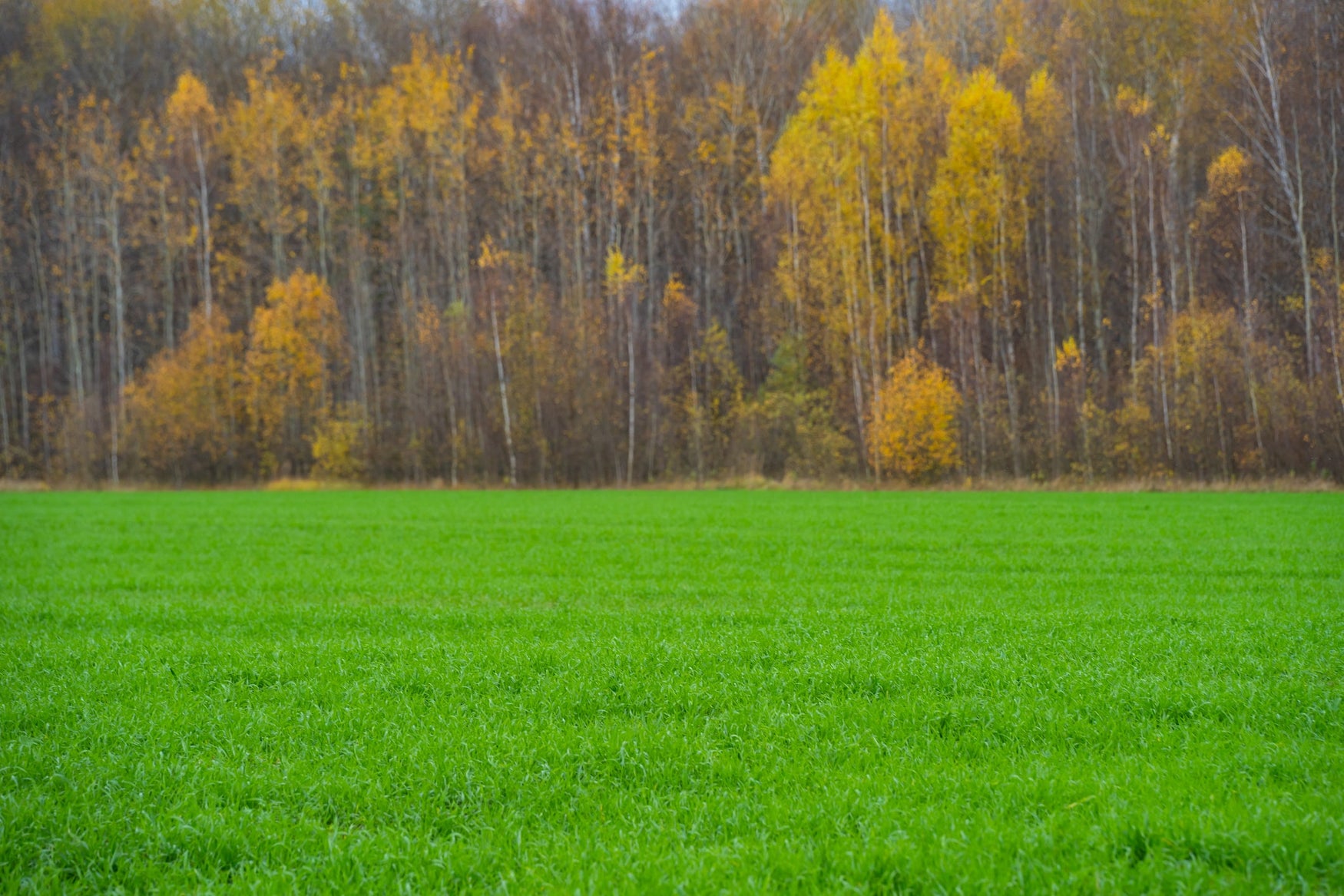 October is High Time for Lawn Seeding—Best Blends for Midwest, Northeast and Central States!