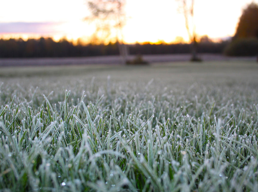 Overseeding: 3 Grass Seed Options to Keep Lawns Green This Winter