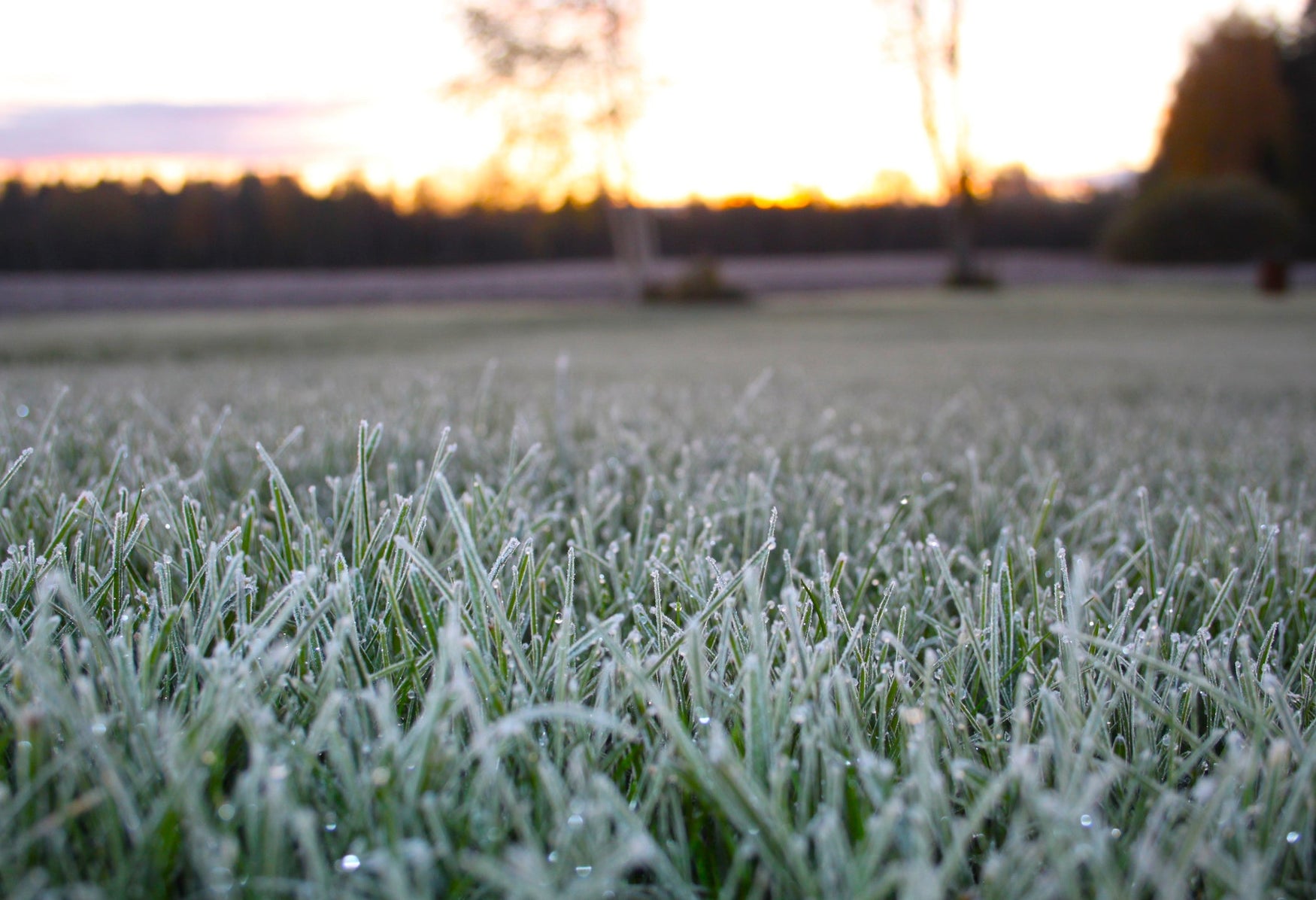Overseeding: 3 Grass Seed Options to Keep Lawns Green This Winter