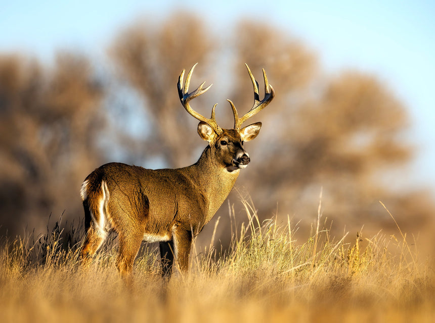Clever J Farms: Hancock Seed's Ultimate Deer Food Seed Mix and Sunflower Power