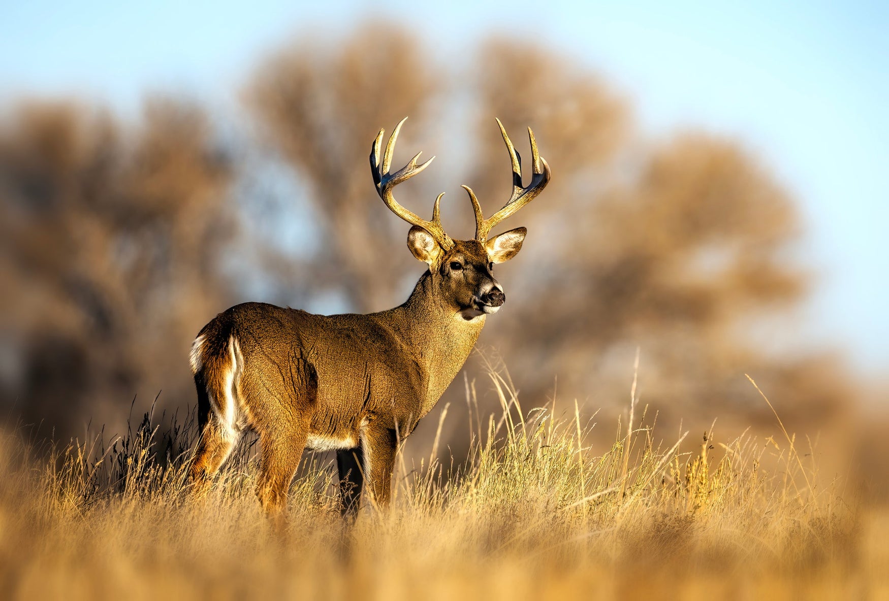 Clever J Farms: Hancock Seed's Ultimate Deer Food Seed Mix and Sunflower Power
