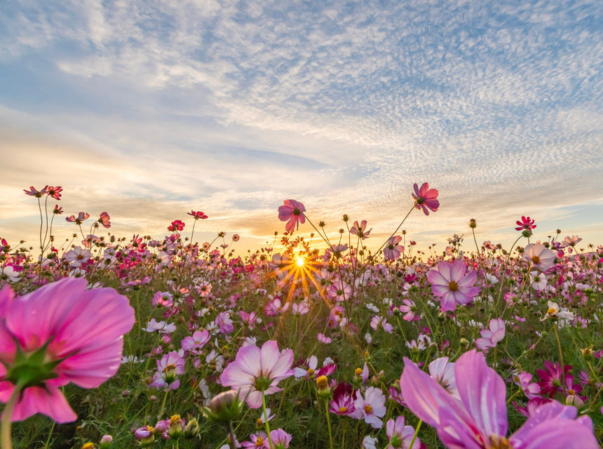 Want Wildflowers and Sunflowers? Plant Now or Wait Until Next Year!